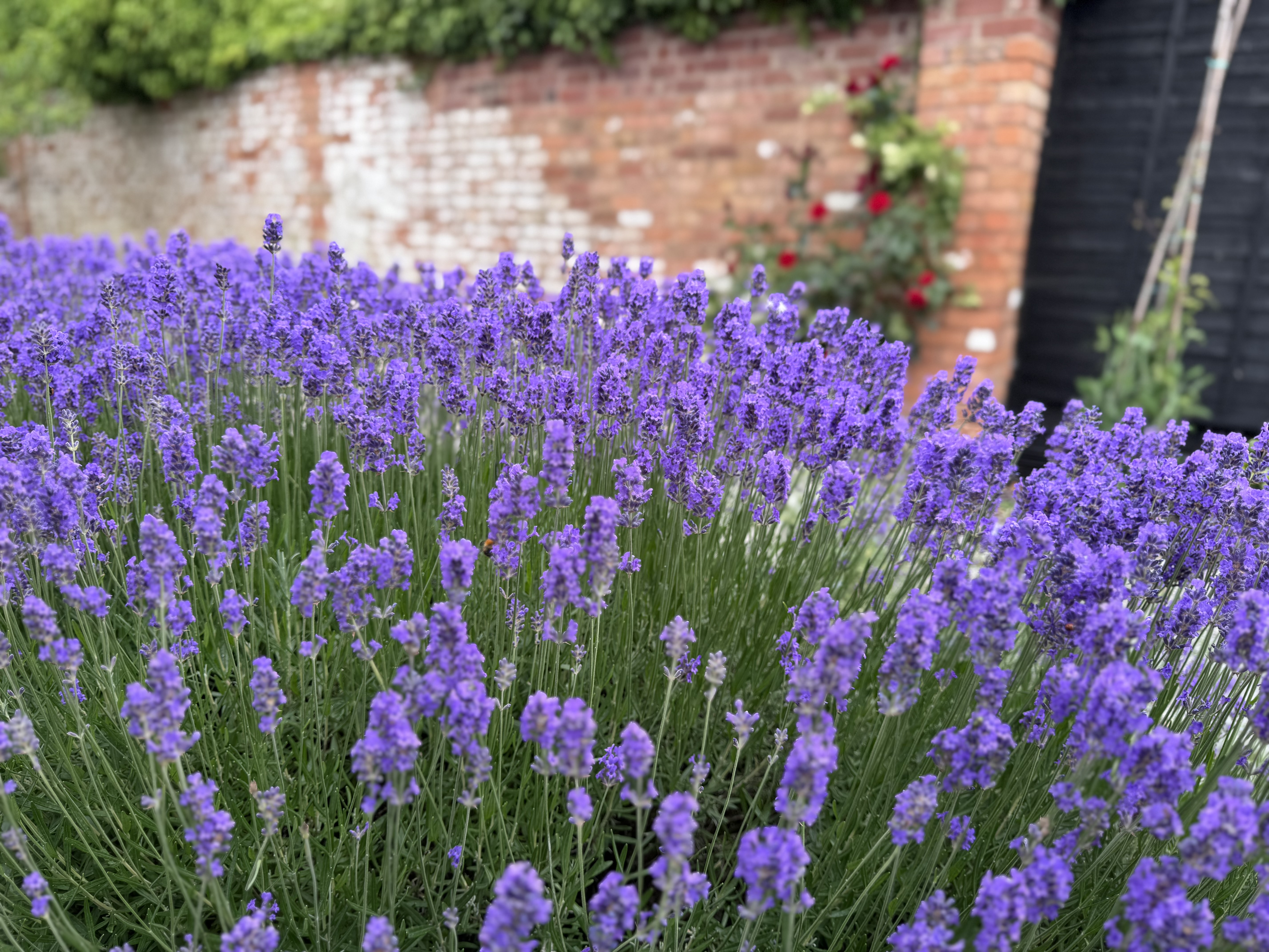 A Summer of Heat, Drought & Garden Survival