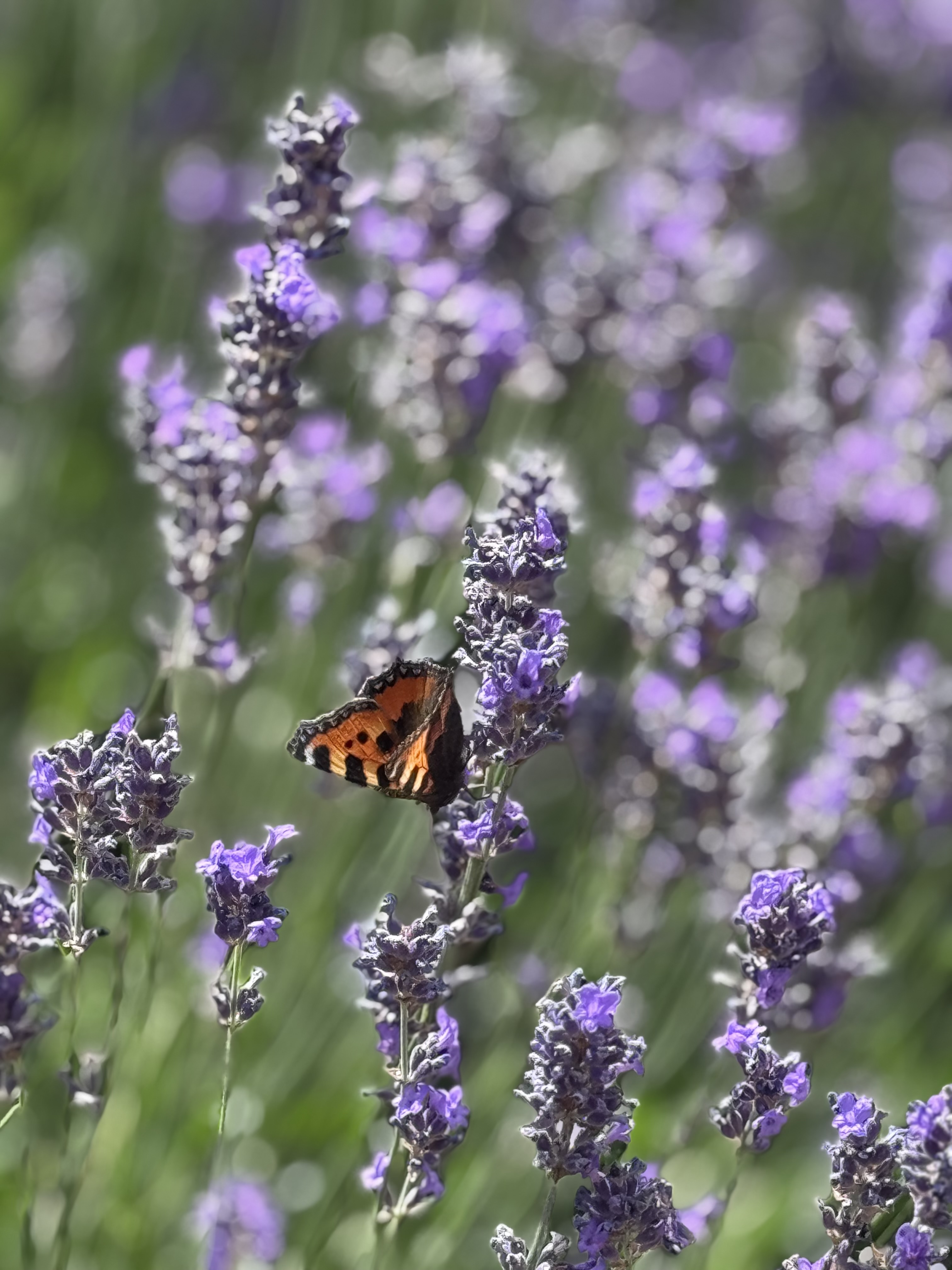 Finding Peace Among Flowers and Vegetables